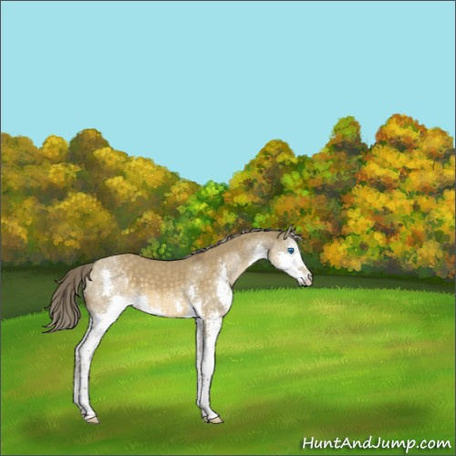 Horse Color:Chocolate Palomino Dun Splash