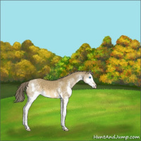 Horse Color:Chocolate Palomino Dun Splash