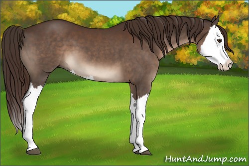 Horse Color:Liver Chestnut Splash 