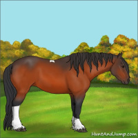 Horse Color:Bay Tobiano Rabicano