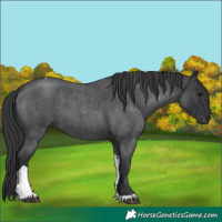 Horse Color:Blue Roan Tobiano Rabicano