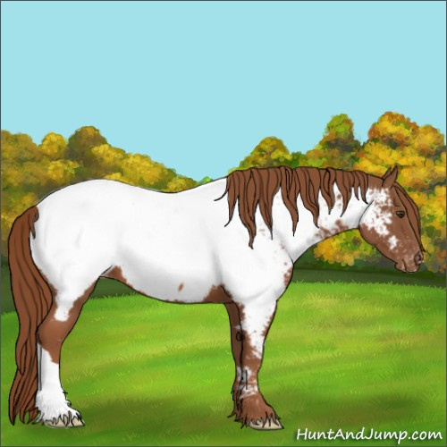 Horse Color:Chestnut Appaloosa 