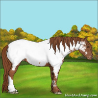 Horse Color:Chestnut Appaloosa