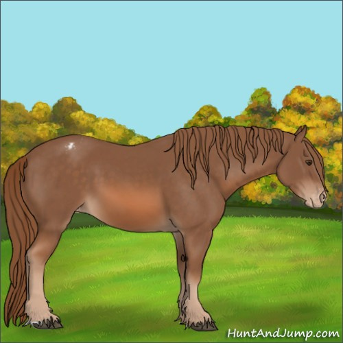 Horse Color:Chestnut Appaloosa 
