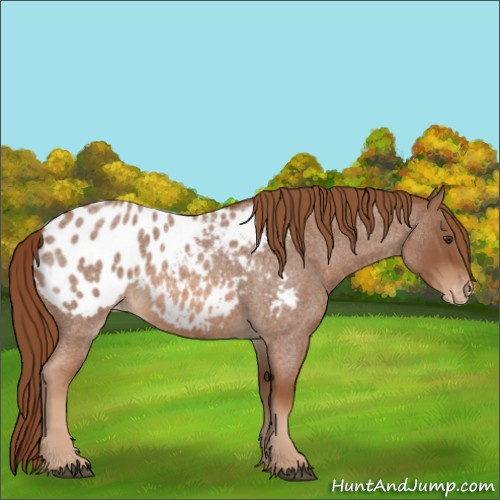 Horse Color:Red Roan Appaloosa 