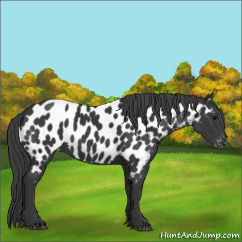 Horse Color:Black Appaloosa