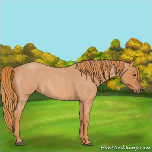 Horse Color:Red Roan 