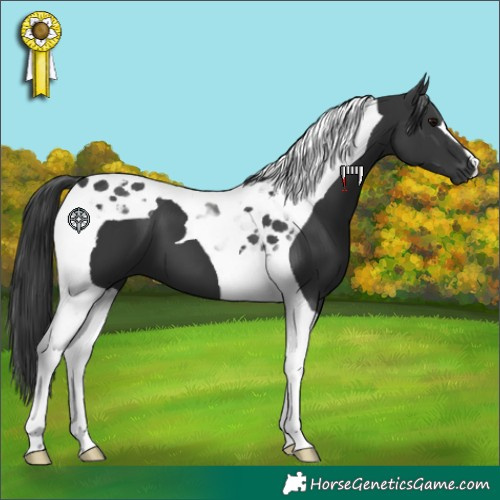 Horse Color:Black Tobiano