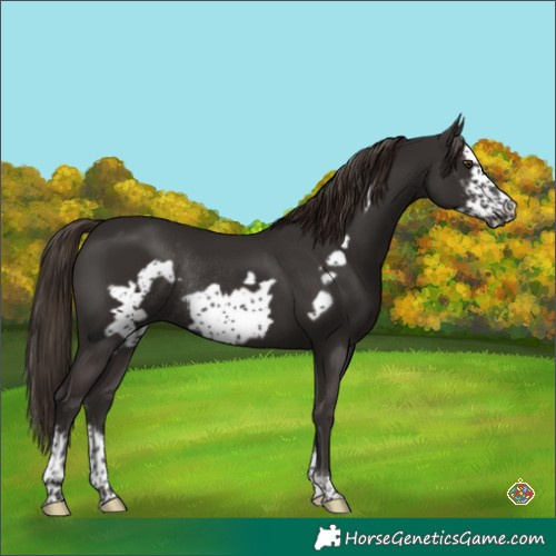 Horse Color:Liver Chestnut Sabino Frame Rabicano