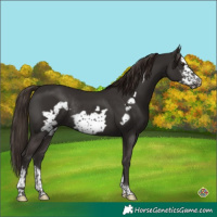 Horse Color:Liver Chestnut Sabino Frame Rabicano 