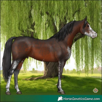 Horse Color:Brown Sabino