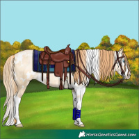 Horse Color:White Spotted Buckskin Pearl Dun Splash Rabicano 