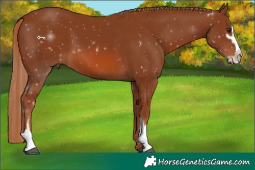 Horse Color:Chestnut Sabino 