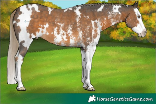 Horse Color:White Spotted Chocolate Palomino Sabino Splash