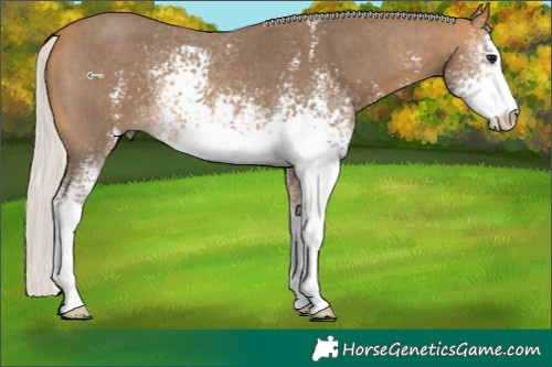 Horse Color:White Spotted Silver Buckskin Sabino