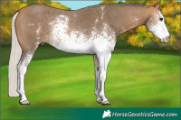 Horse Color:White Spotted Silver Buckskin Sabino 