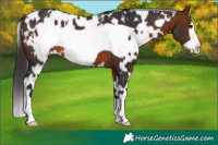 Horse Color:White Spotted Brown Frame Appaloosa