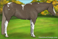 Horse Color:Chocolate Palomino Sabino Tobiano