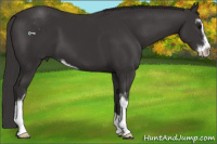 Horse Color:Smoky Black Sabino