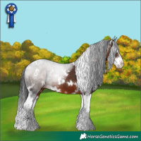 Horse Color:White Spotted Brown Splash 