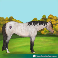 Horse Color:Bay Roan Dun 