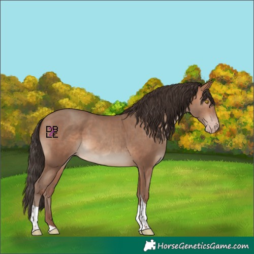Horse Color:Sable Champagne Tobiano