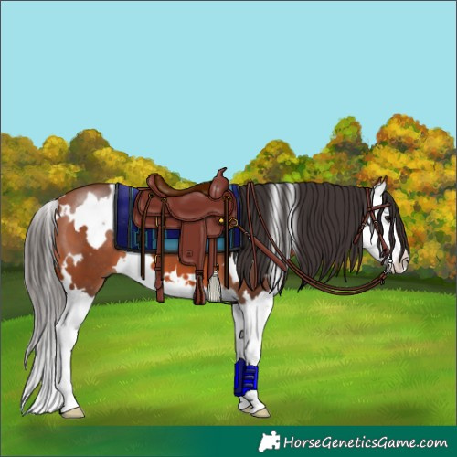 Horse Color:White Spotted Bay Splash