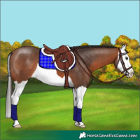 Horse Color:Bay Splash 