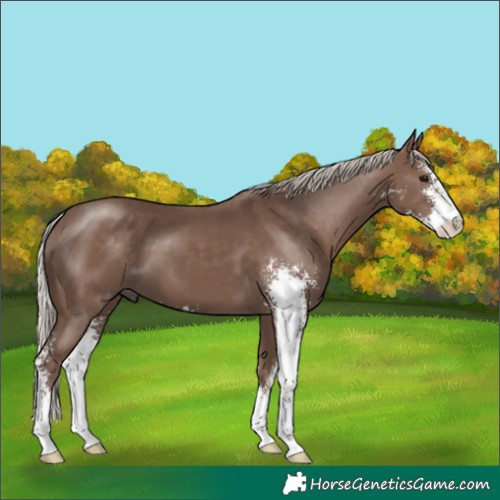 Horse Color:Silver Black Sabino 