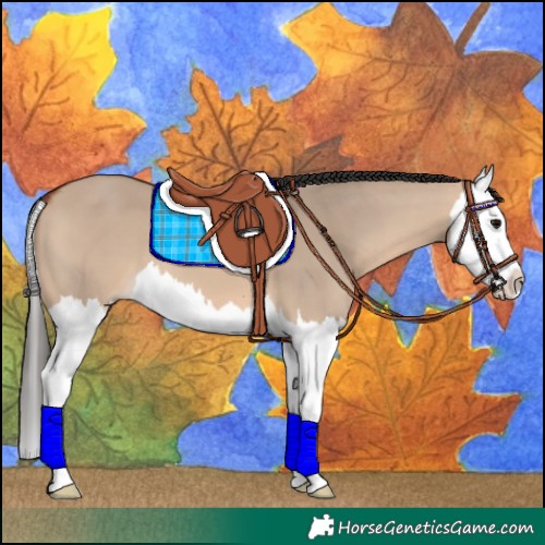 Horse Color:Bay Dun Splash 