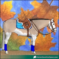 Horse Color:Bay Dun Splash 