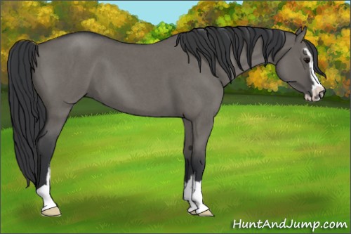 Horse Color:Grullo Roan Sabino