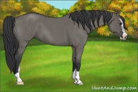 Horse Color:Grullo Roan Sabino 