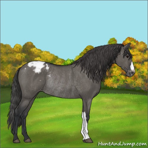Horse Color:Grullo Appaloosa Rabicano 