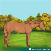 Horse Color:Chestnut 