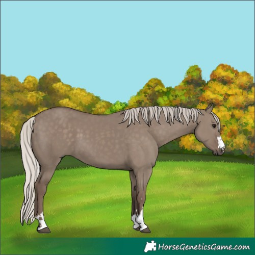Horse Color:Silver Grullo 