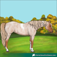 Horse Color:Red Roan Tobiano 