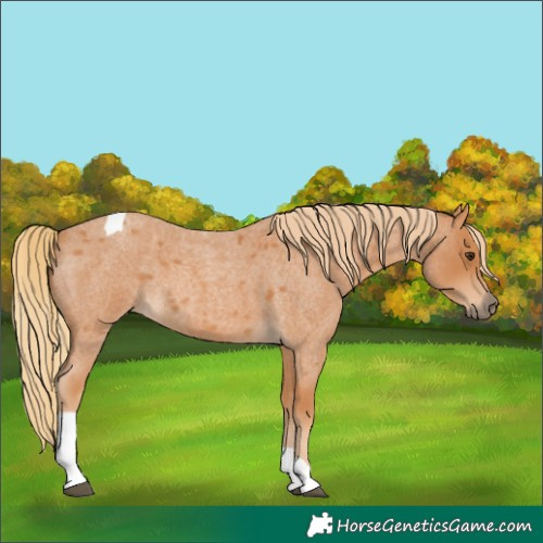 Horse Color:Red Roan Tobiano 