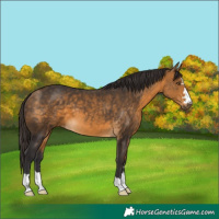 Horse Color:Buckskin 