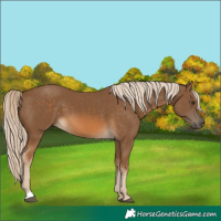 Horse Color:Chocolate Palomino 