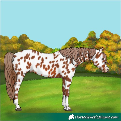 Horse Color:Chestnut Appaloosa 