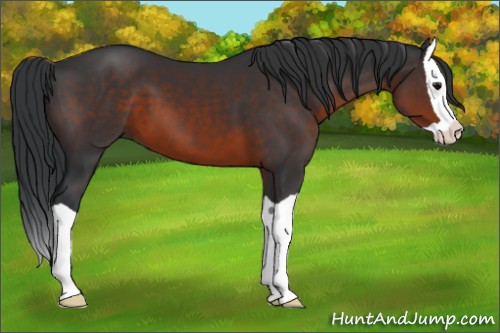 Horse Color:Brown Splash 