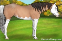 Horse Color:Sable Champagne Splash 