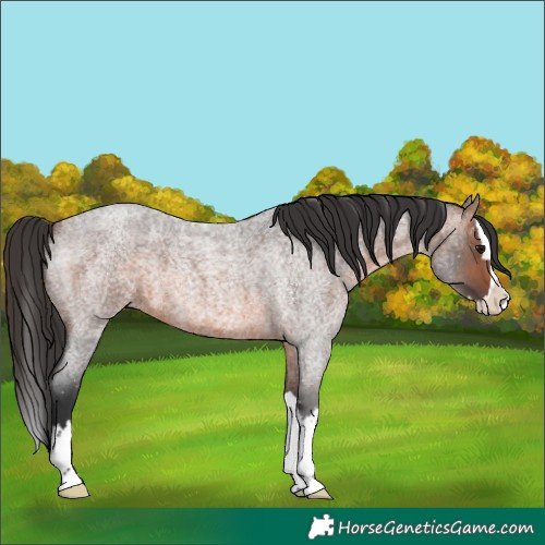 Horse Color:Brown Roan Splash 