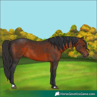 Horse Color:Brown 