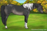 Horse Color:Black Tobiano 