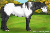Horse Color:Black Frame Appaloosa 