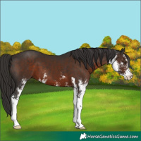 Horse Color:Liver Chestnut Sabino