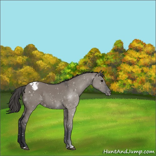Horse Color:Grullo Appaloosa 