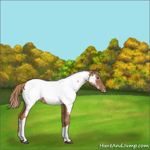Horse Color:Red Roan Appaloosa 